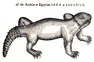 Illustration for article titled How Europeans Imagined Exotic Animals Centuries Ago, Based on Hearsay